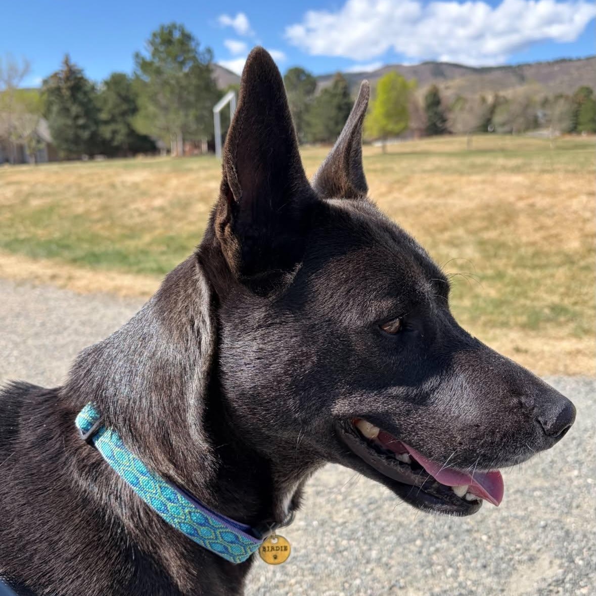 Enlarge Birdie, a Adoptable mixed breed in Mead, CO image 4/6