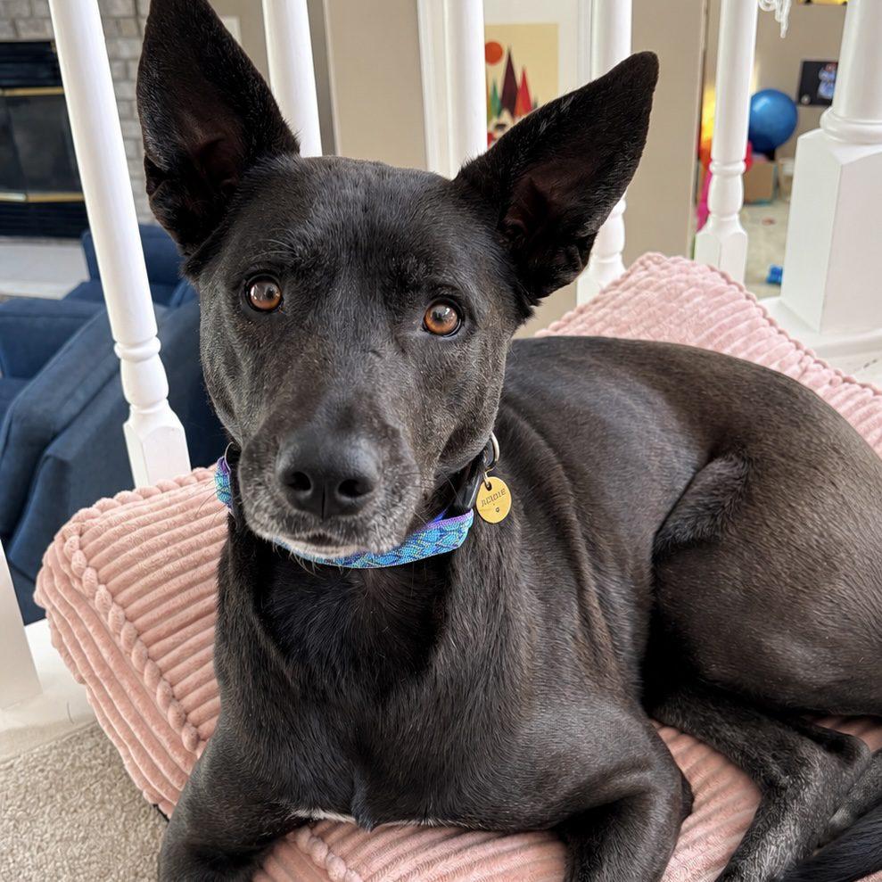 Birdie, Adoptable, Adult Female Labrador Retriever & German Shepherd Dog.