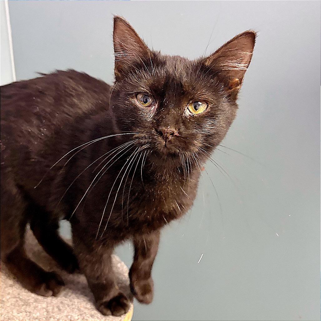 Graphite, Adoptable, Kitten Female Domestic Short Hair.