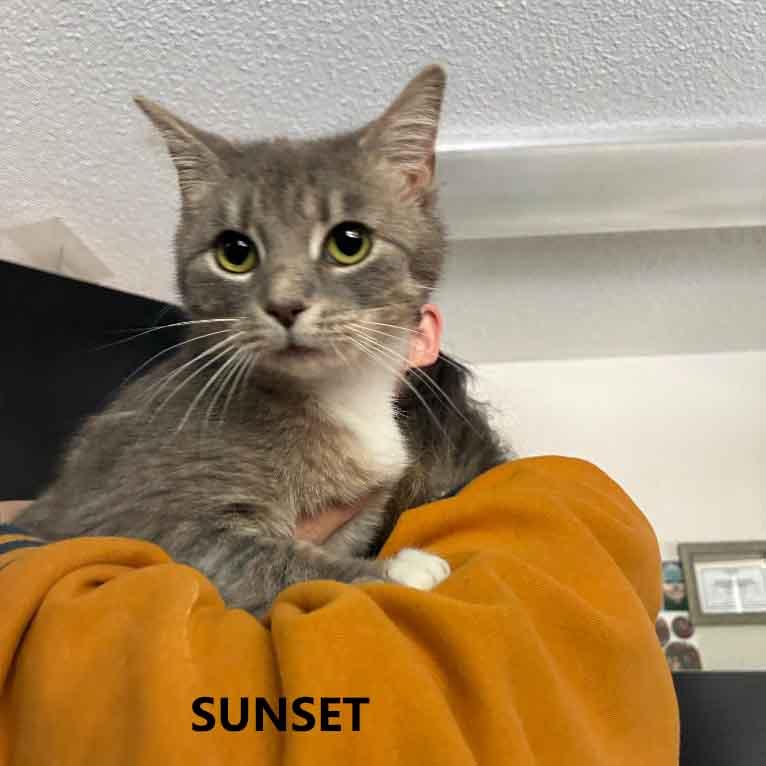 Sunset, Adopted, Adult Female Domestic Short Hair.