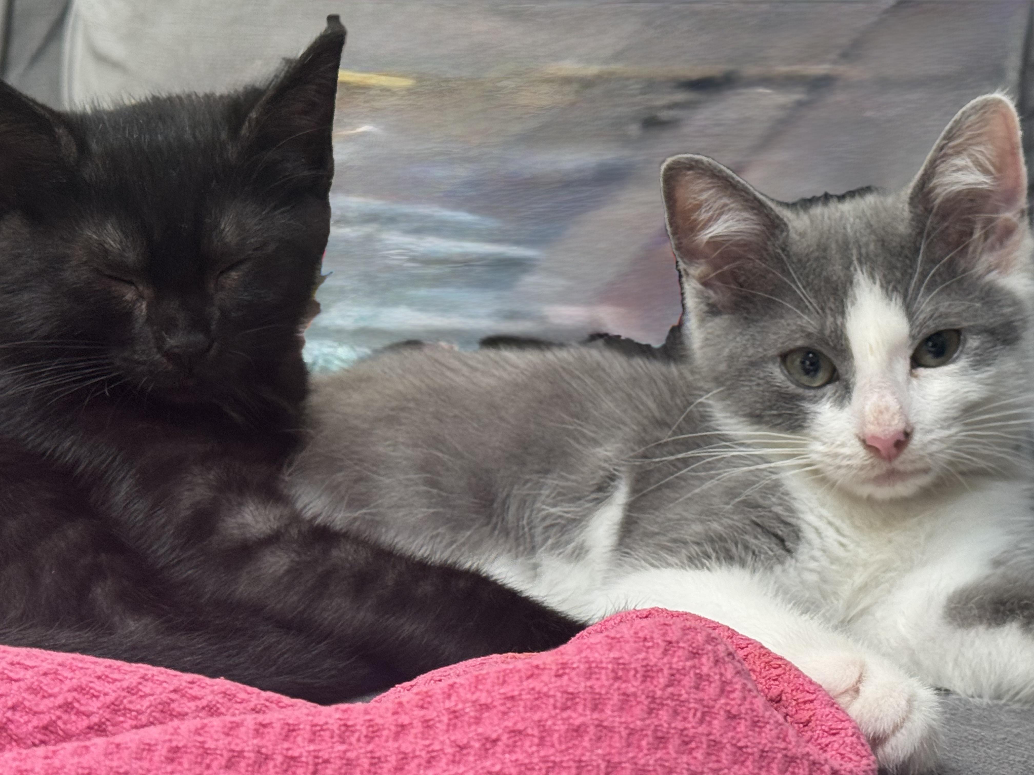 Enlarge Bean, a Adoptable Domestic Short Hair in Alexandria, VA image 6/6