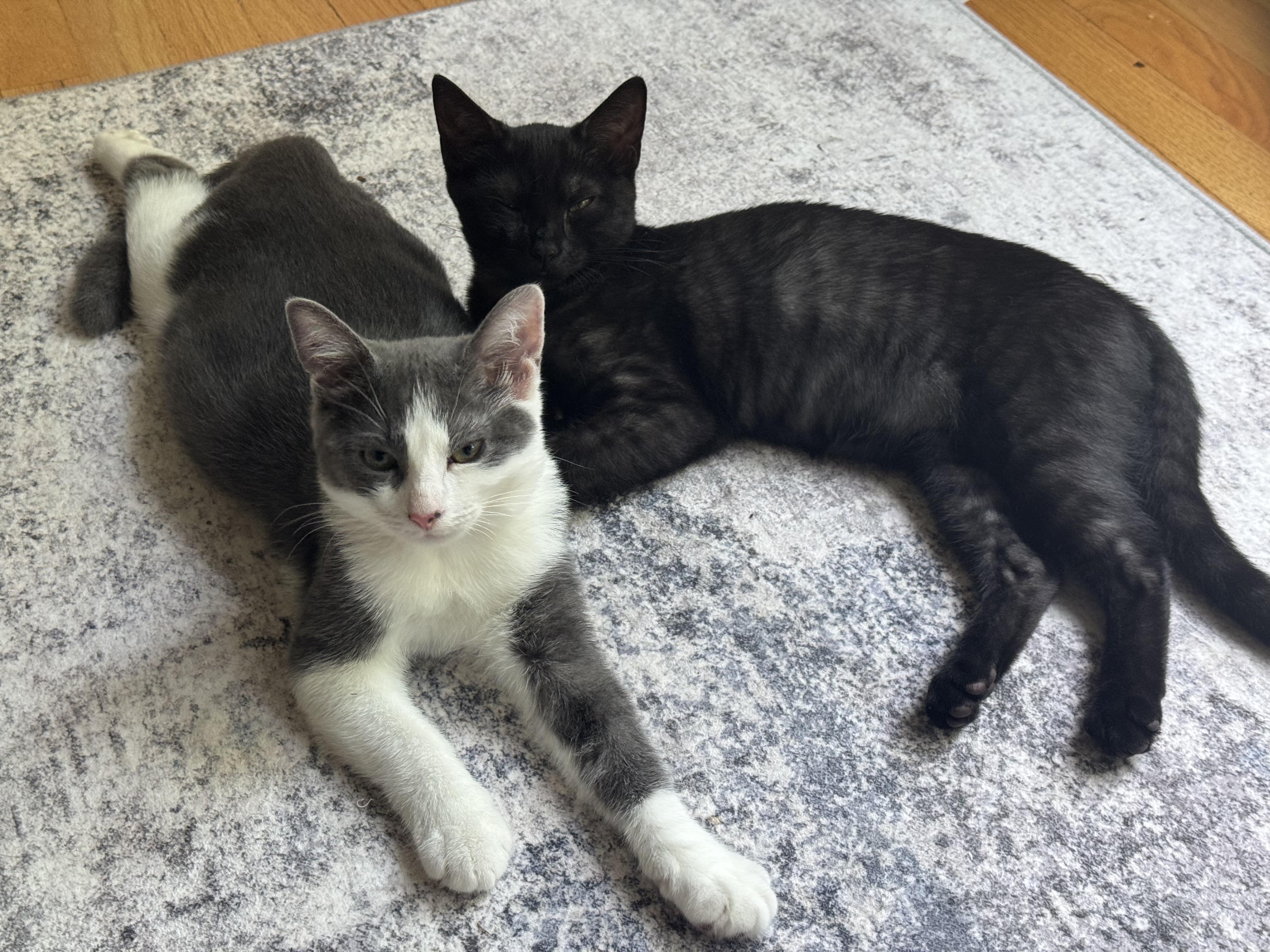 Enlarge Bean, a Adoptable Domestic Short Hair in Alexandria, VA image 1/6