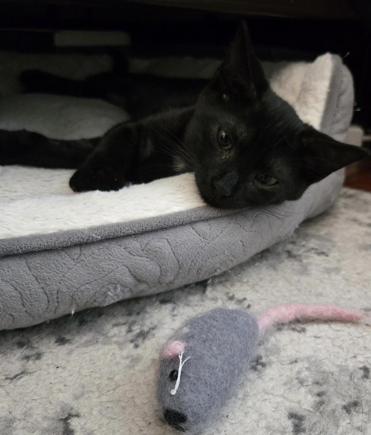 Enlarge Bean, a Adoptable Domestic Short Hair in Alexandria, VA image 3/6