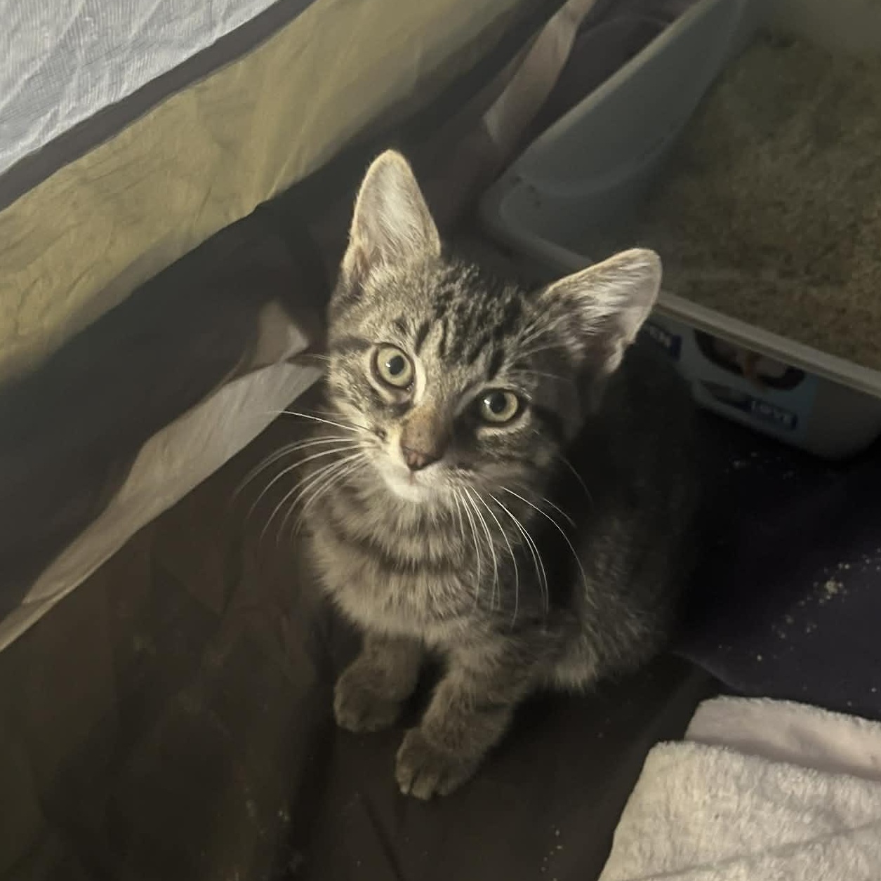 Jetson, Adoptable, Kitten Male Tabby.