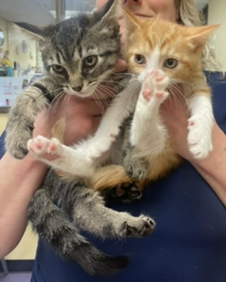 Jetson, a Adoptable Tabby in Livonia, MI image 2/6