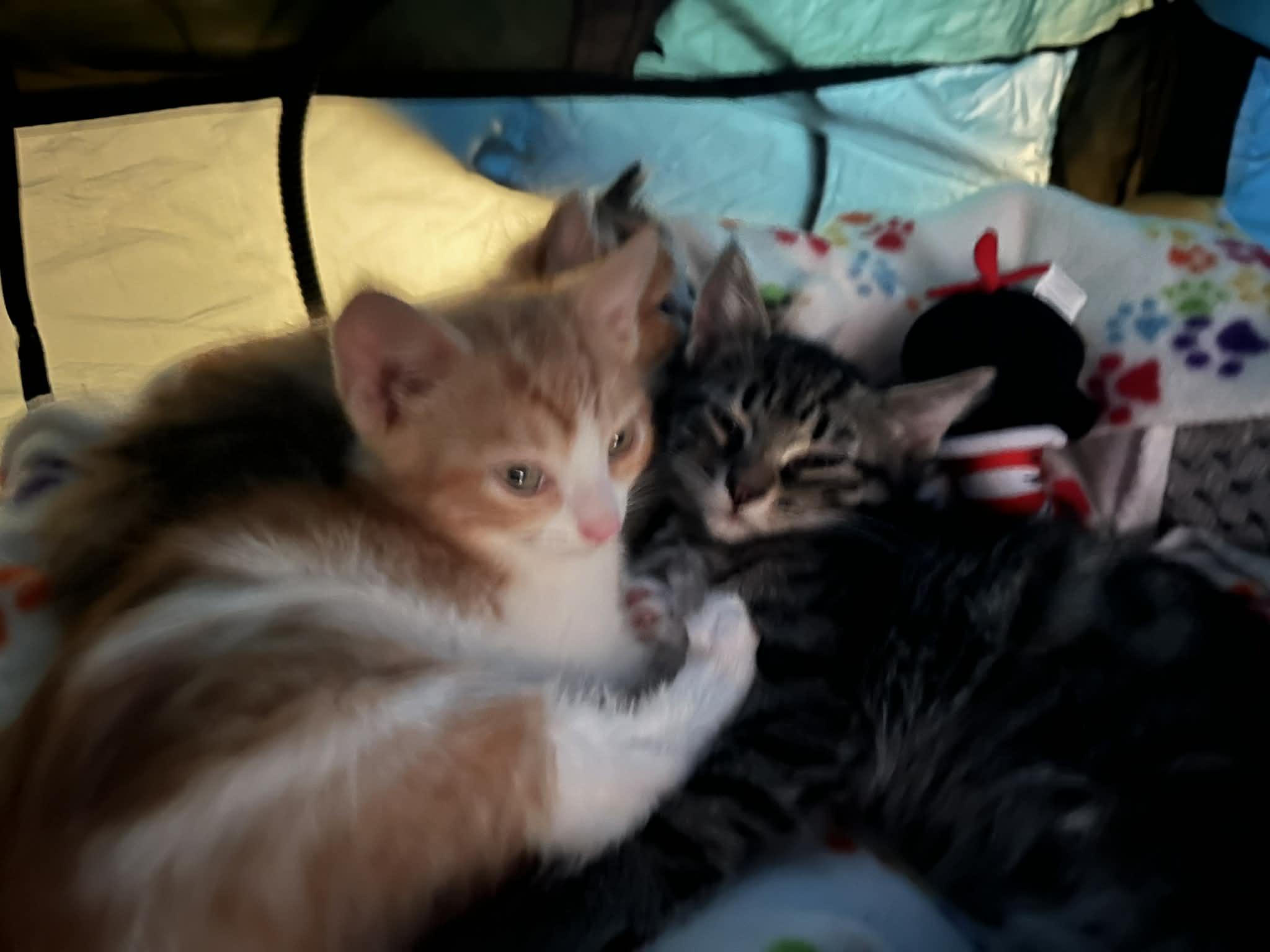 Jetson, a Adoptable Tabby in Livonia, MI image 5/6