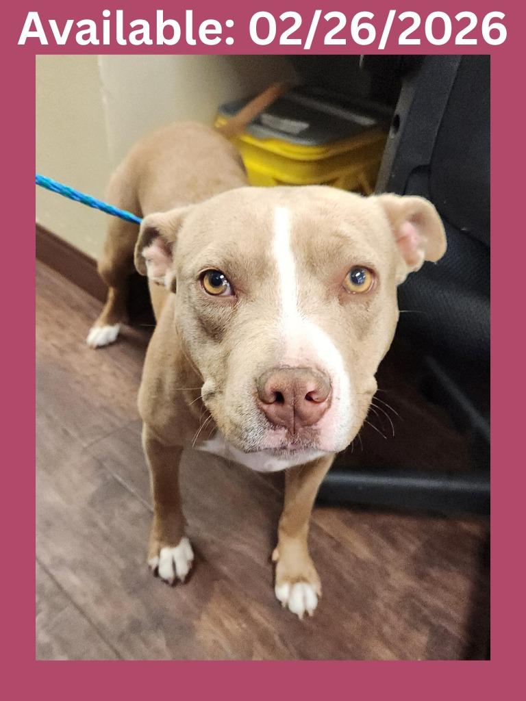 Enlarge Dog Kennel #9 Dobbie, a Adoptable mixed breed in Greenville, TX image 1/1