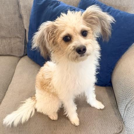 Pearl, Adoptable, Young Female Poodle & Jack Russell Terrier.