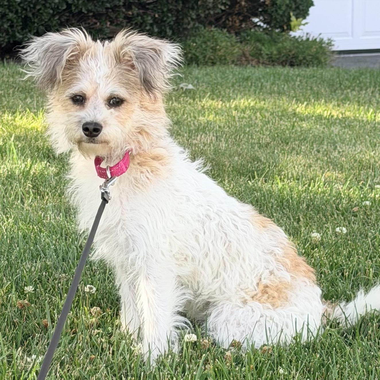 Pearl, a Adoptable mixed breed in Brooklyn, NY image 3/6