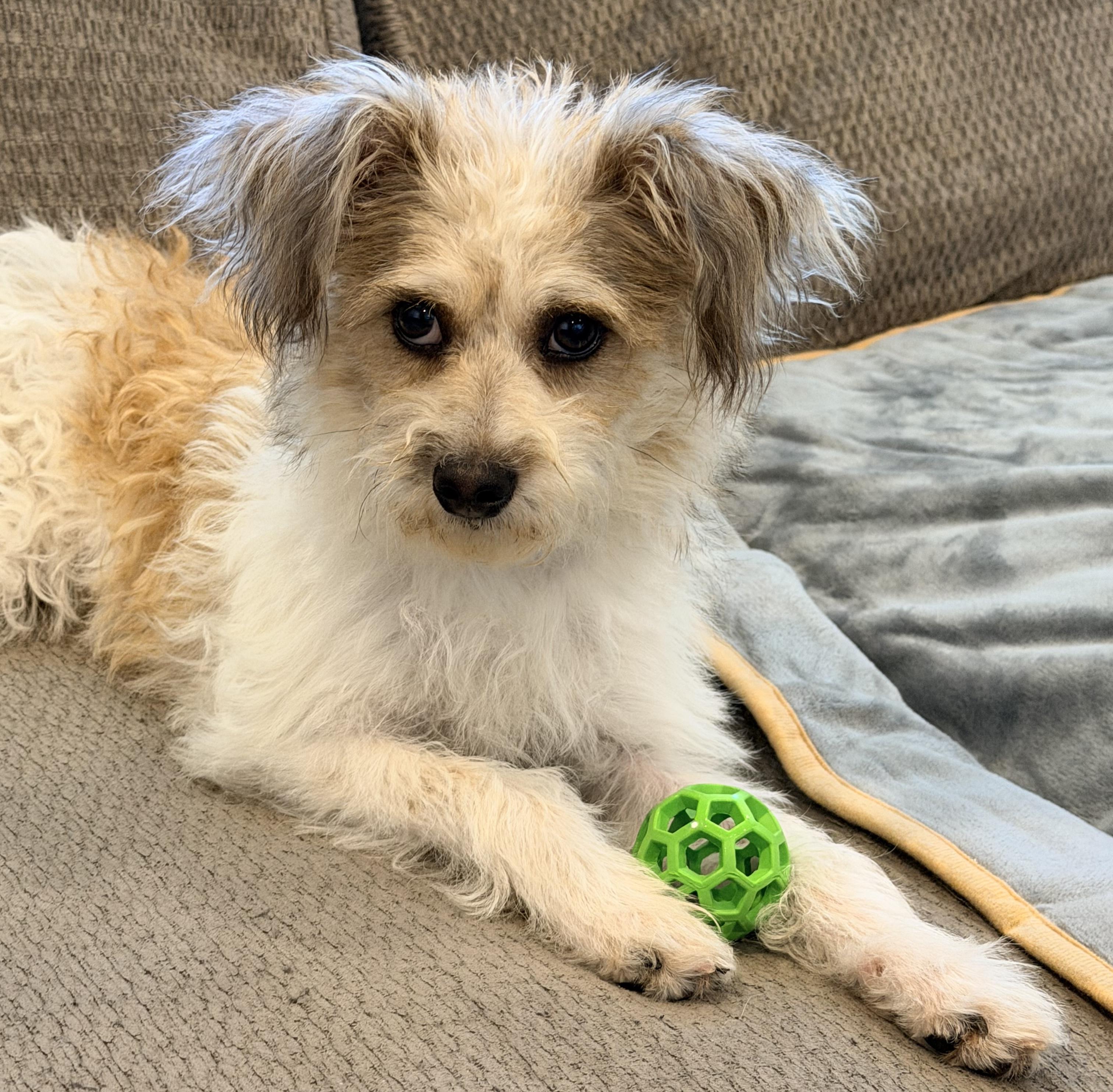 Pearl, a Adoptable mixed breed in Brooklyn, NY image 5/6
