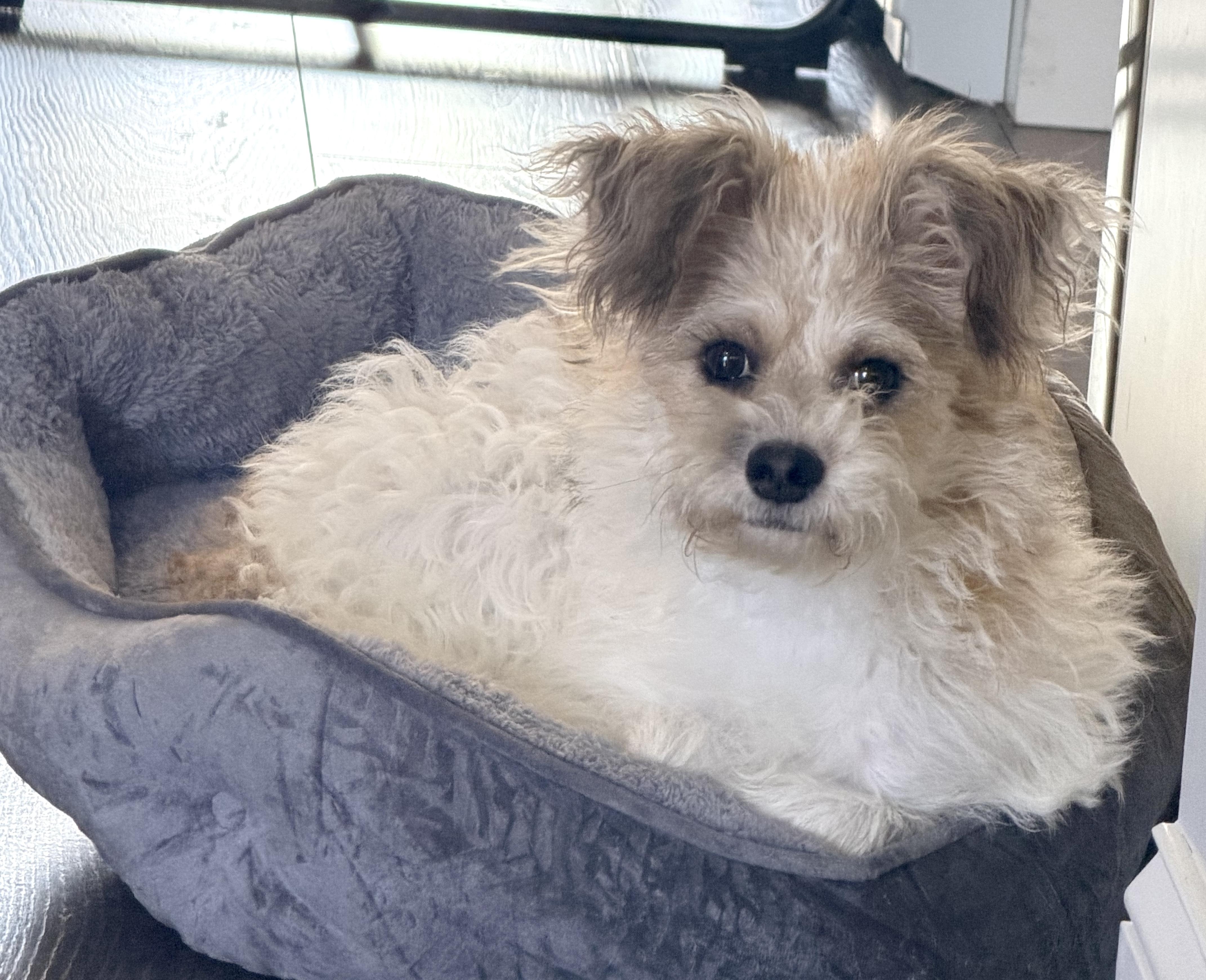 Pearl, a Adoptable mixed breed in Brooklyn, NY image 4/6
