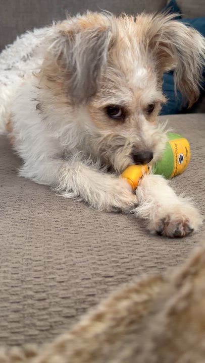 Enlarge Pearl, a Adoptable mixed breed in Brooklyn, NY video 2/6