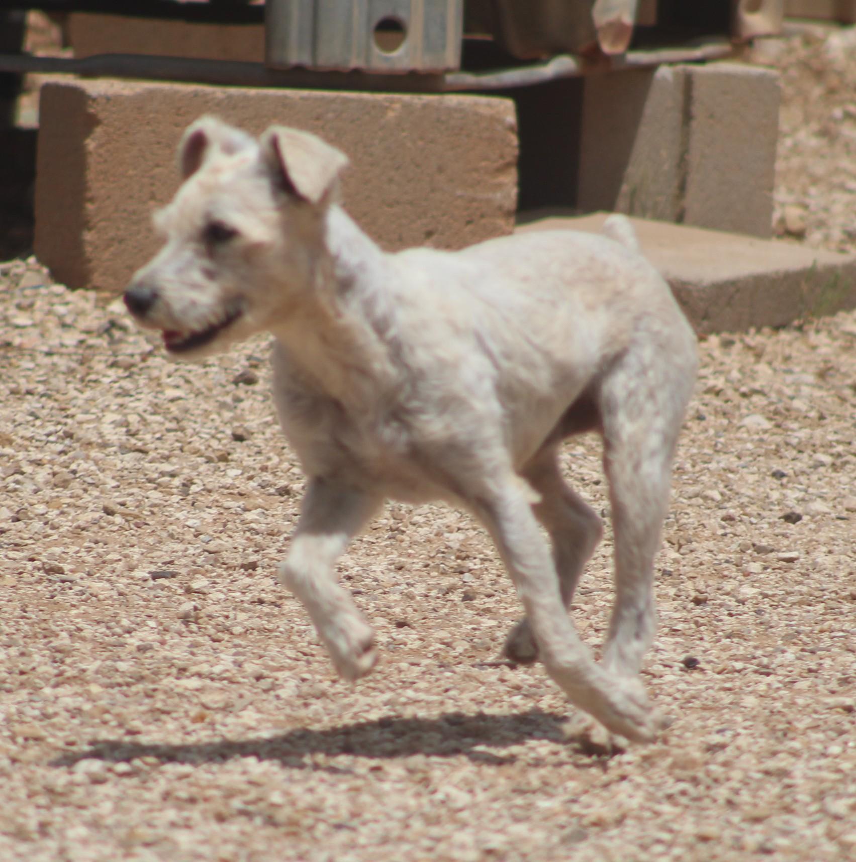 Enlarge Bill, a ADOPTABLE mixed breed in Post, TX image 2/6