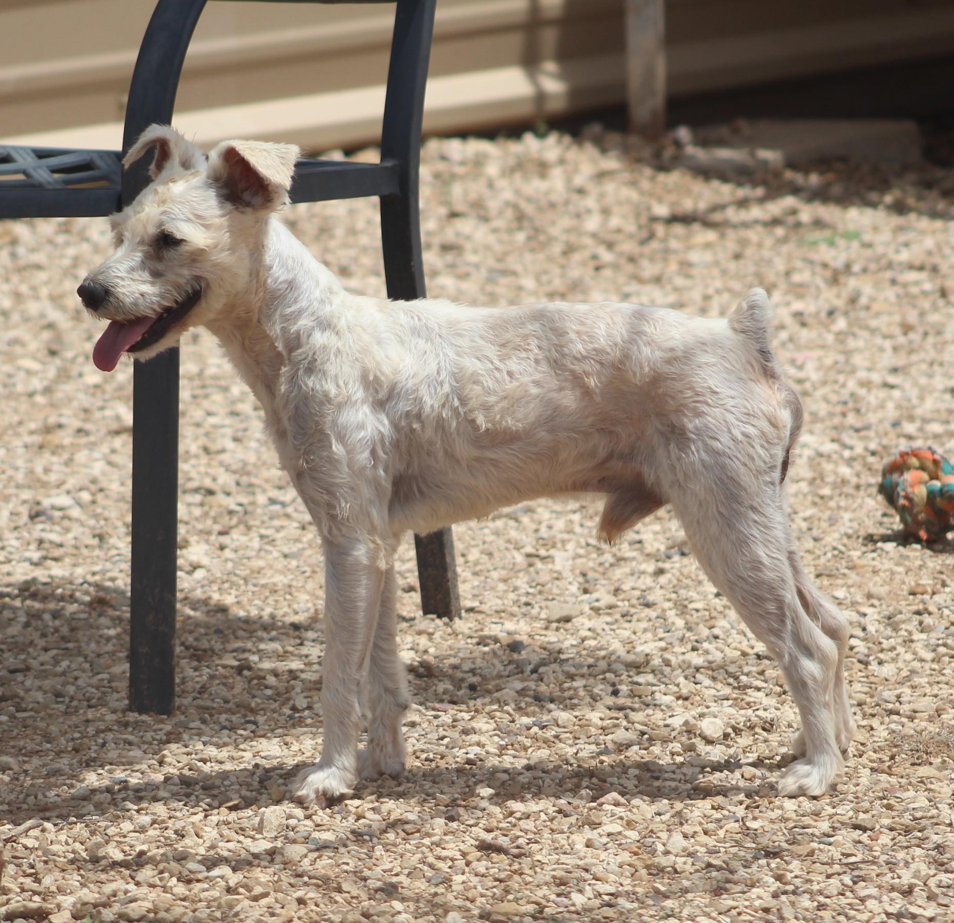 Enlarge Bill, a ADOPTABLE mixed breed in Post, TX image 1/6