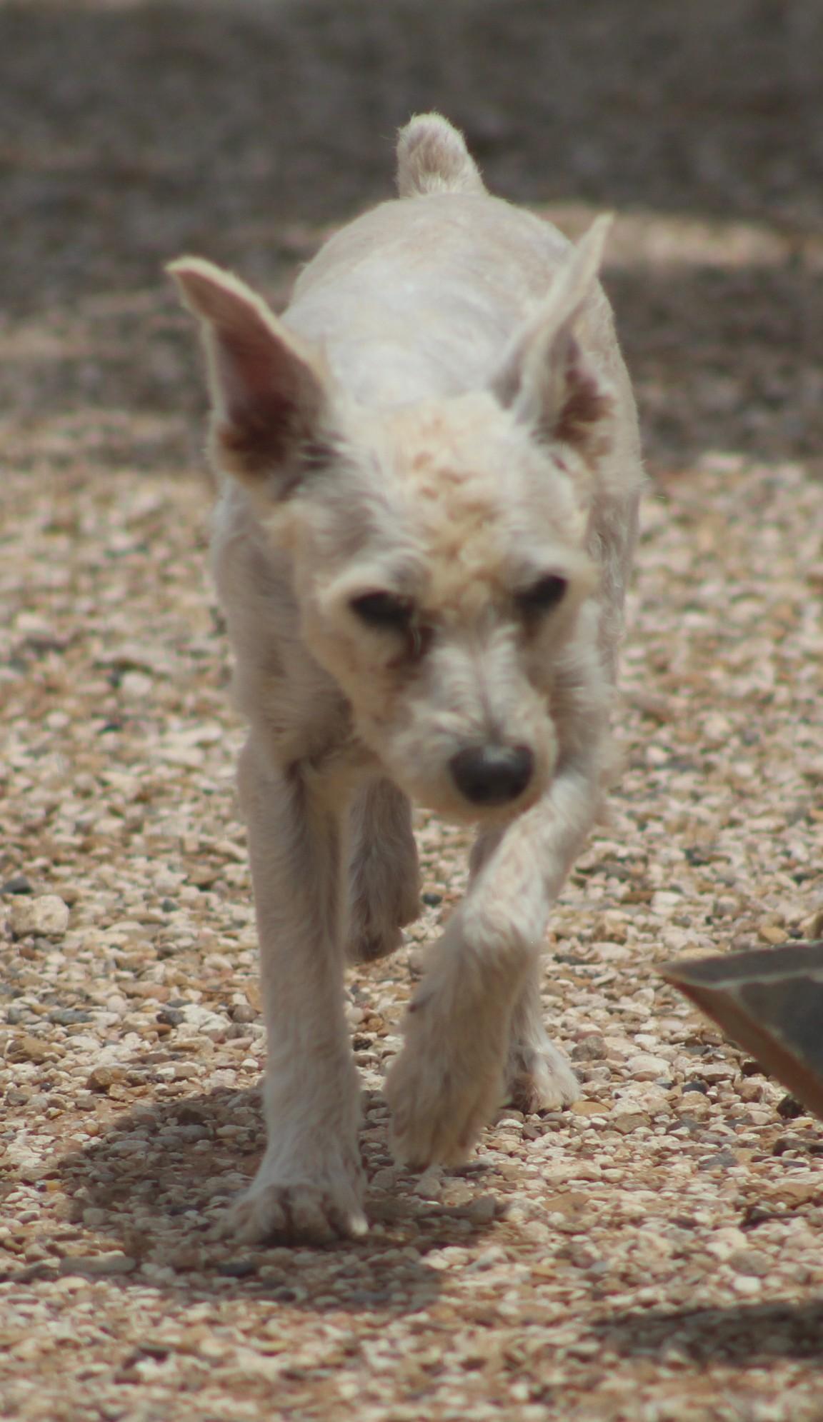 Enlarge Bill, a ADOPTABLE mixed breed in Post, TX image 5/6