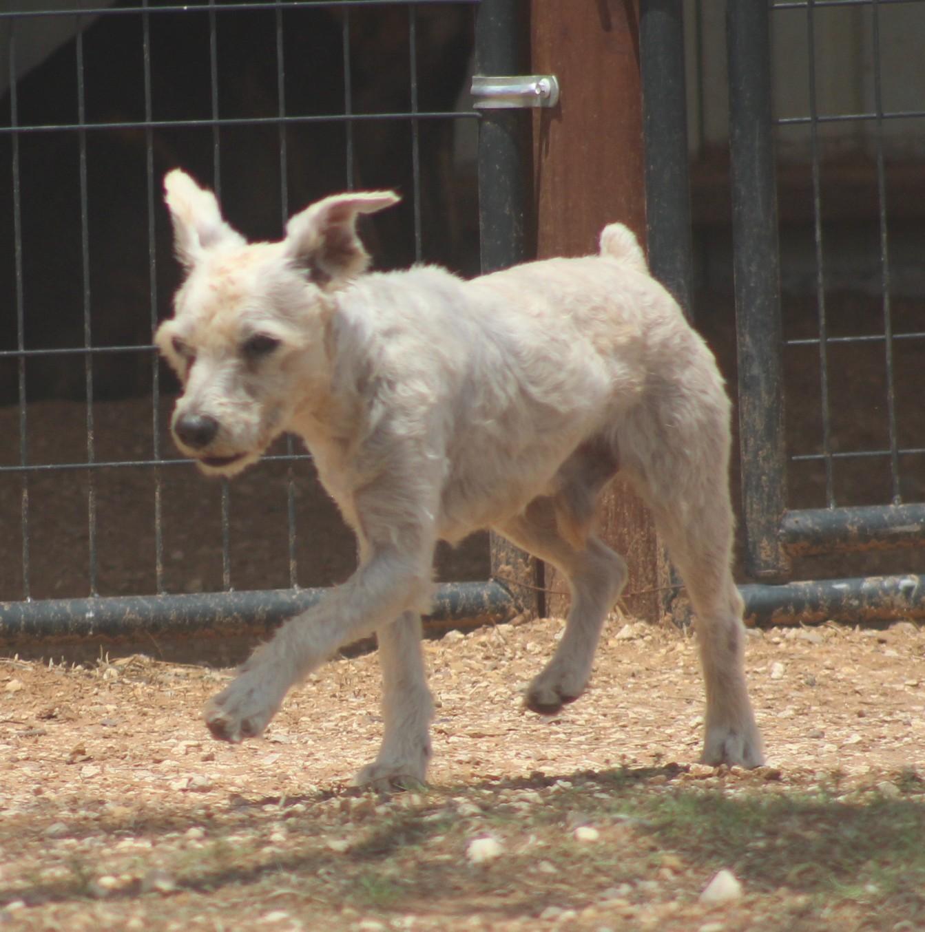 Enlarge Bill, a ADOPTABLE mixed breed in Post, TX image 6/6