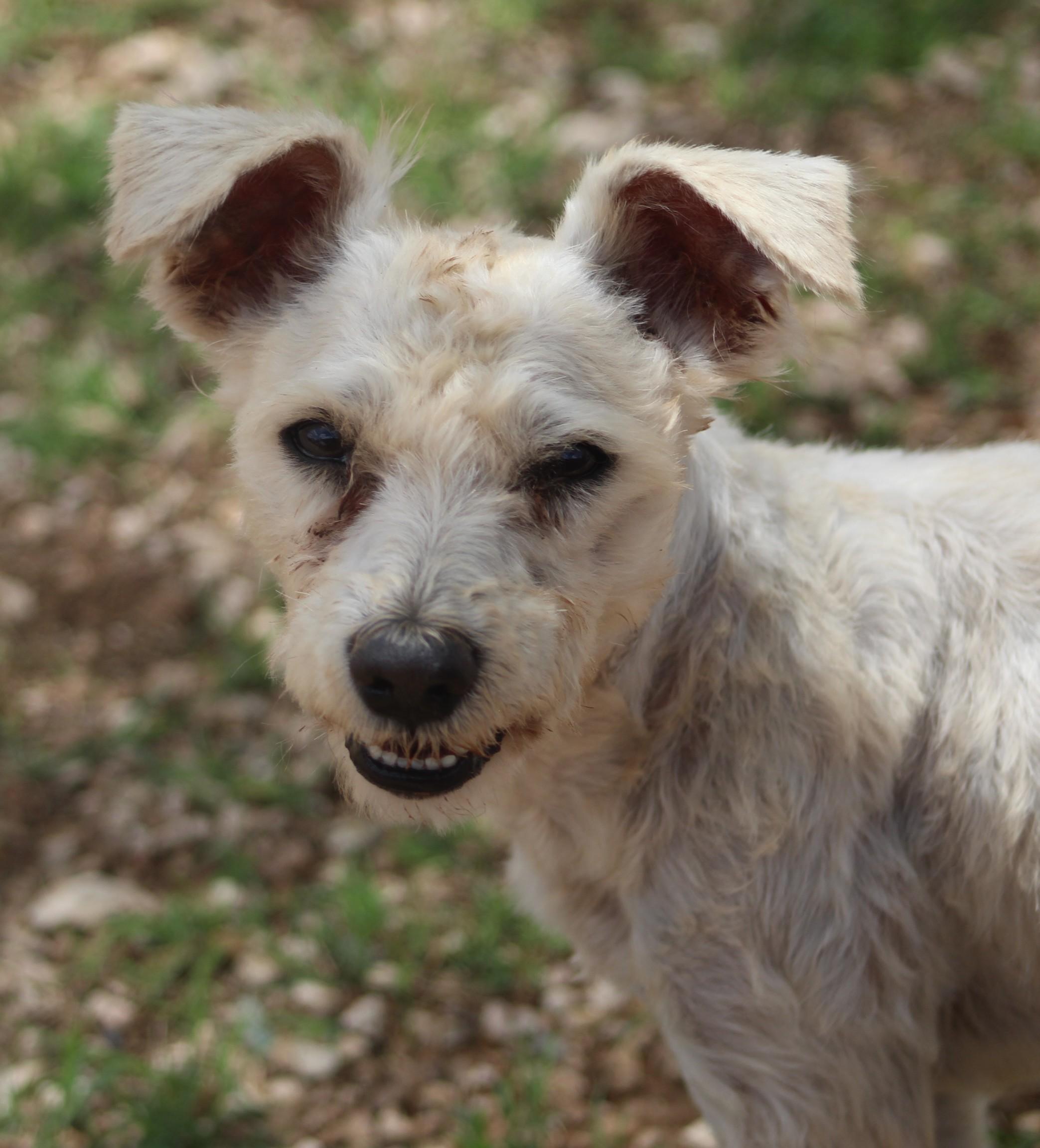 Enlarge Bill, a ADOPTABLE mixed breed in Post, TX image 3/6