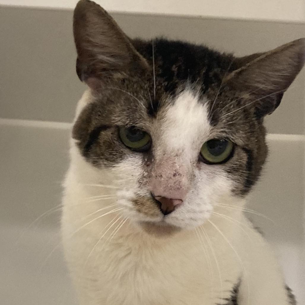 Blair, Adoptable, Adult Male Domestic Short Hair.