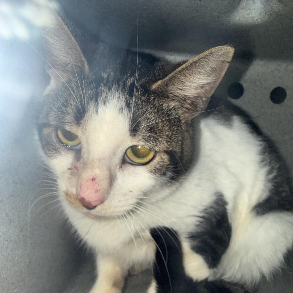 Blair, a Adoptable Domestic Short Hair in Kennett Square, PA image 2/6