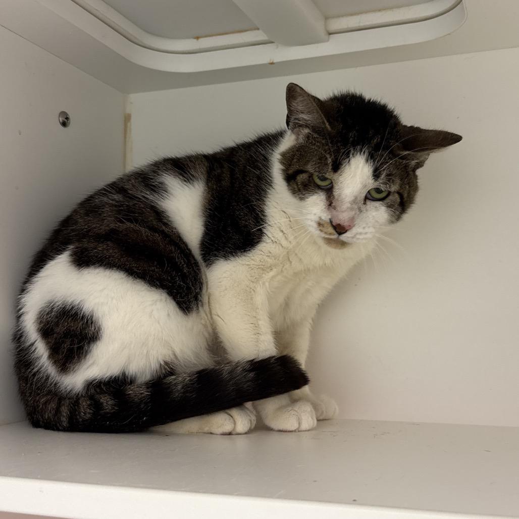 Blair, a Adoptable Domestic Short Hair in Kennett Square, PA image 3/6