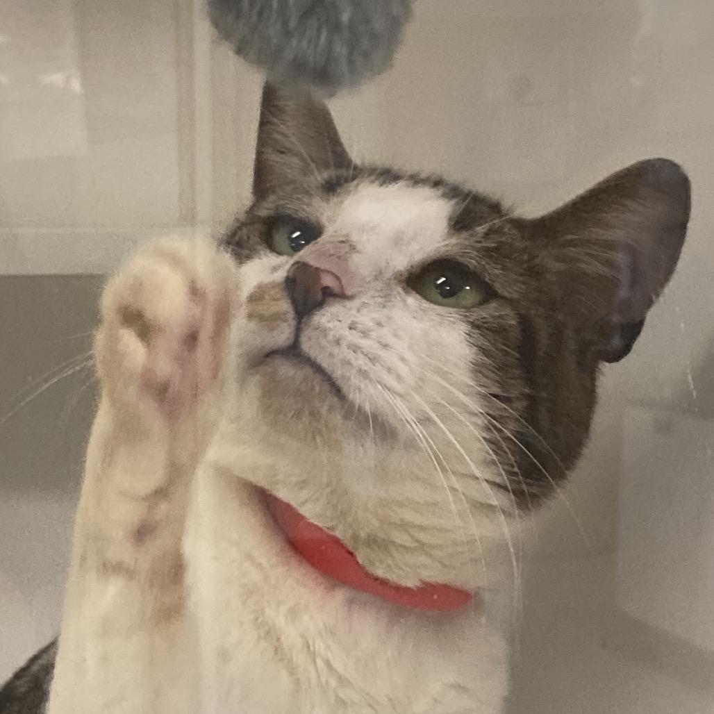 Blair, a Adoptable Domestic Short Hair in Kennett Square, PA image 4/6