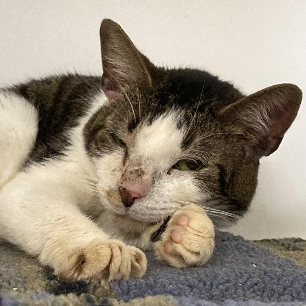 Blair, a Adoptable Domestic Short Hair in Kennett Square, PA image 5/6