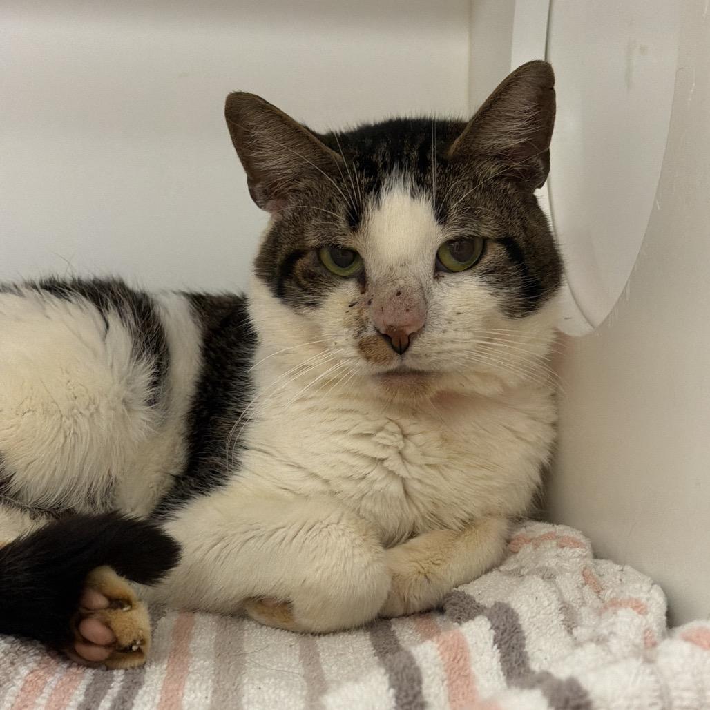 Blair, a Adoptable Domestic Short Hair in Kennett Square, PA image 6/6