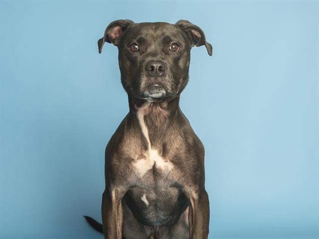 Enlarge SPOCK, a Adoptable Pit Bull Terrier in Phoenix, AZ image 1/1