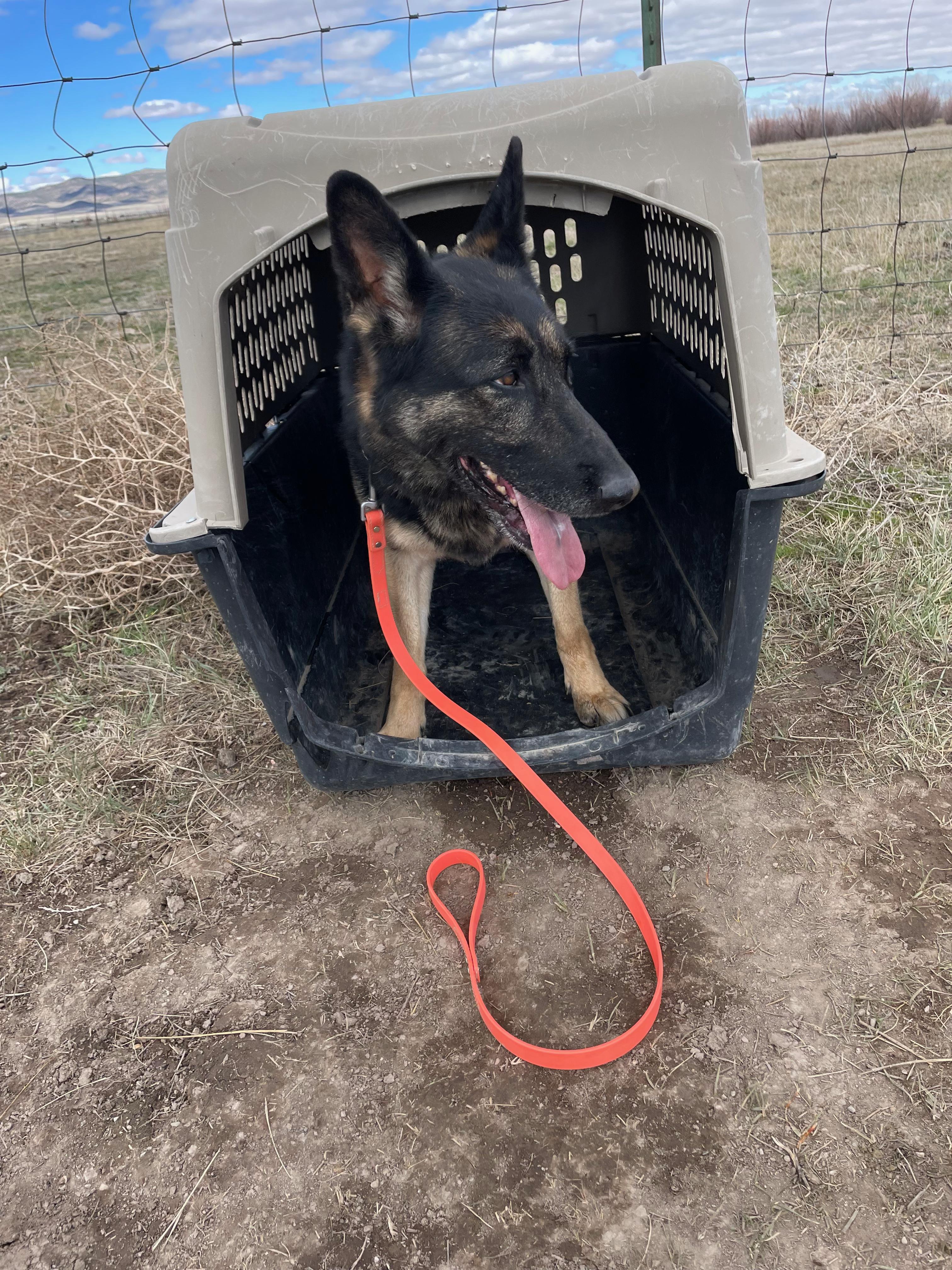 Enlarge Maya, a ADOPTABLE German Shepherd Dog in Cedar City, UT image 3/4
