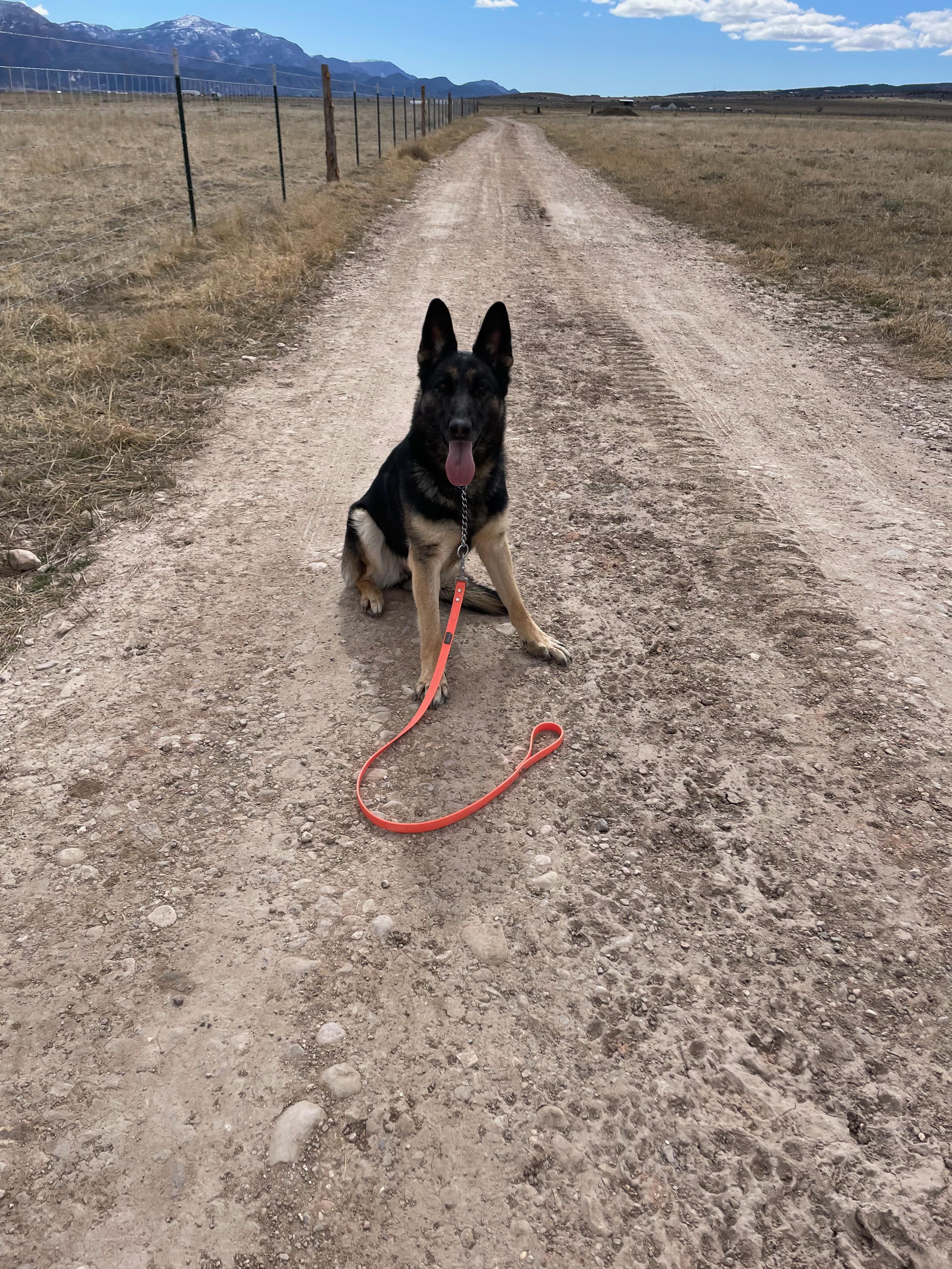 Enlarge Maya, a ADOPTABLE German Shepherd Dog in Cedar City, UT image 2/4