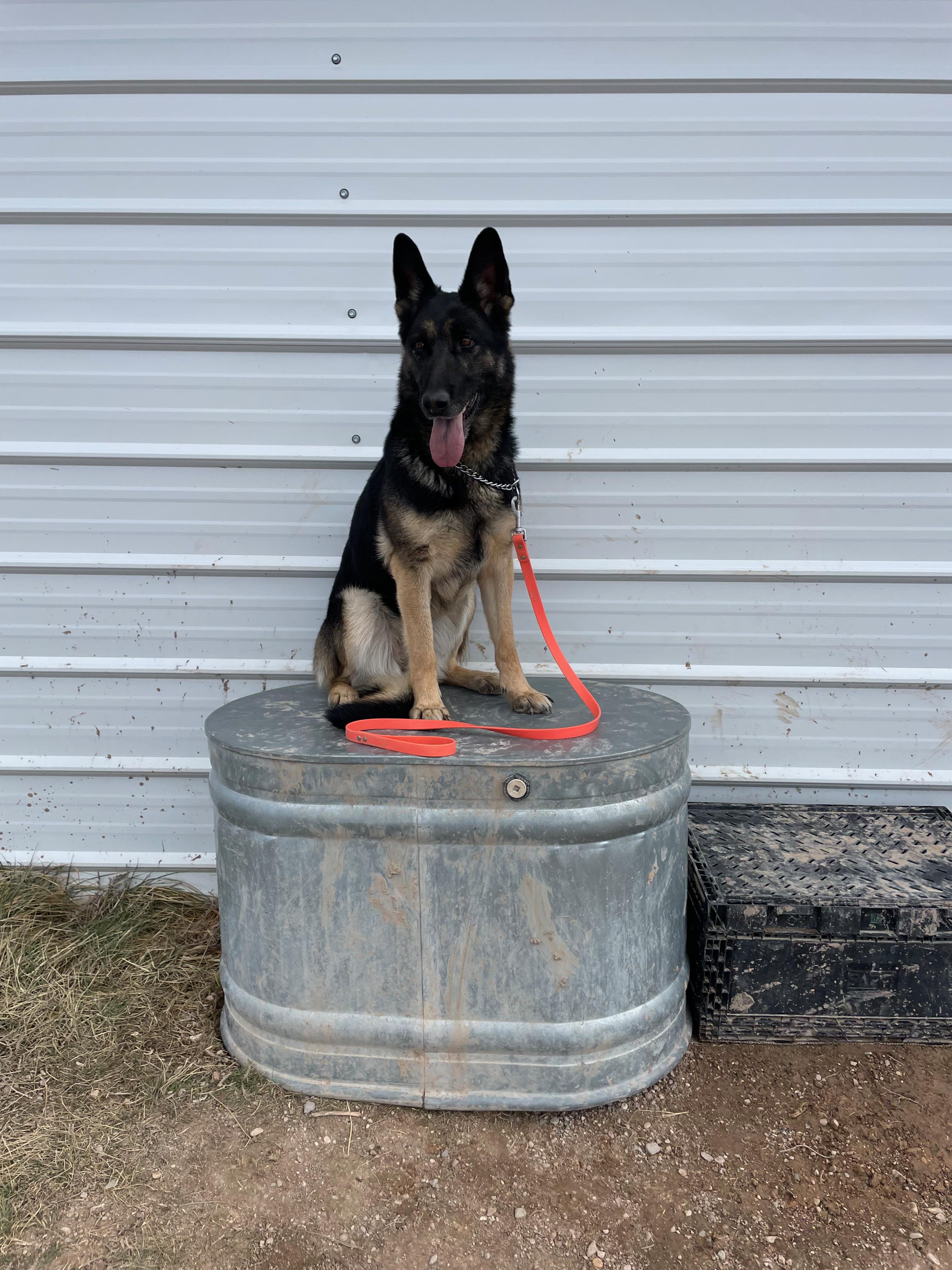 Enlarge Maya, a ADOPTABLE German Shepherd Dog in Cedar City, UT image 1/4