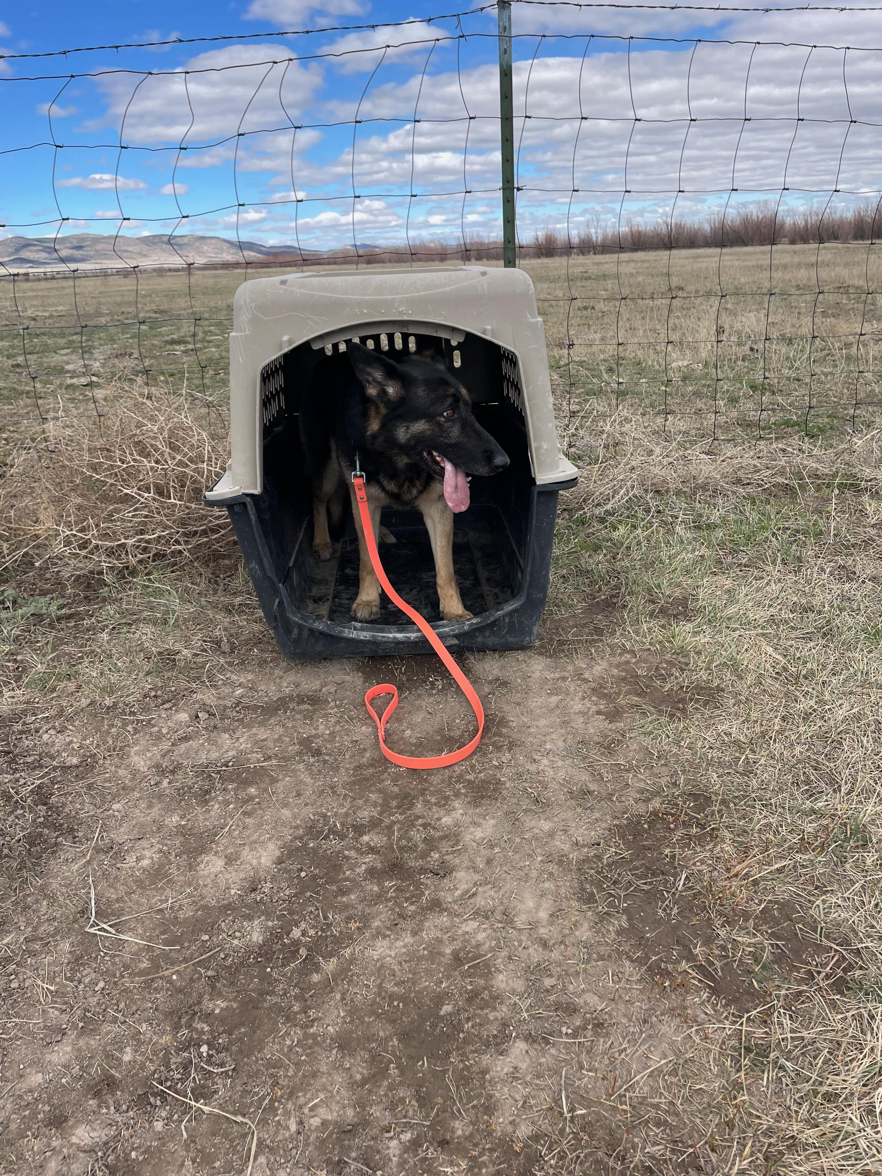 Enlarge Maya, a ADOPTABLE German Shepherd Dog in Cedar City, UT image 4/4