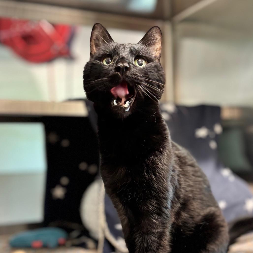 Virgil, Adoptable, Senior Male Domestic Short Hair.