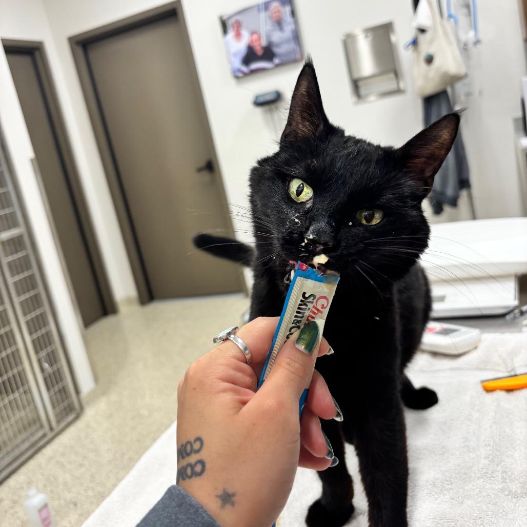 Virgil, Adoptable, Senior Male Domestic Short Hair.