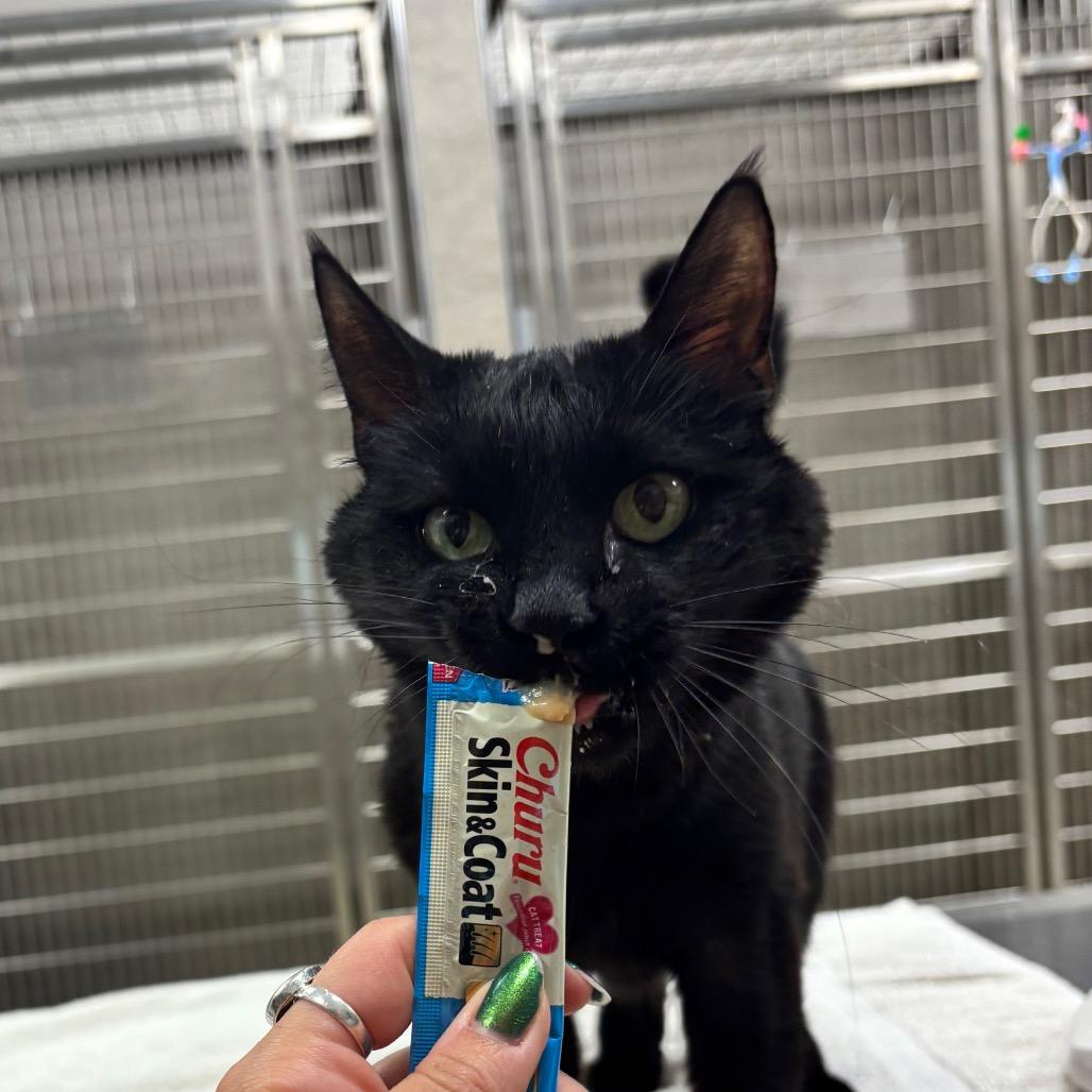 Enlarge Virgil, a Adoptable Domestic Short Hair in Nashville, IN image 2/5