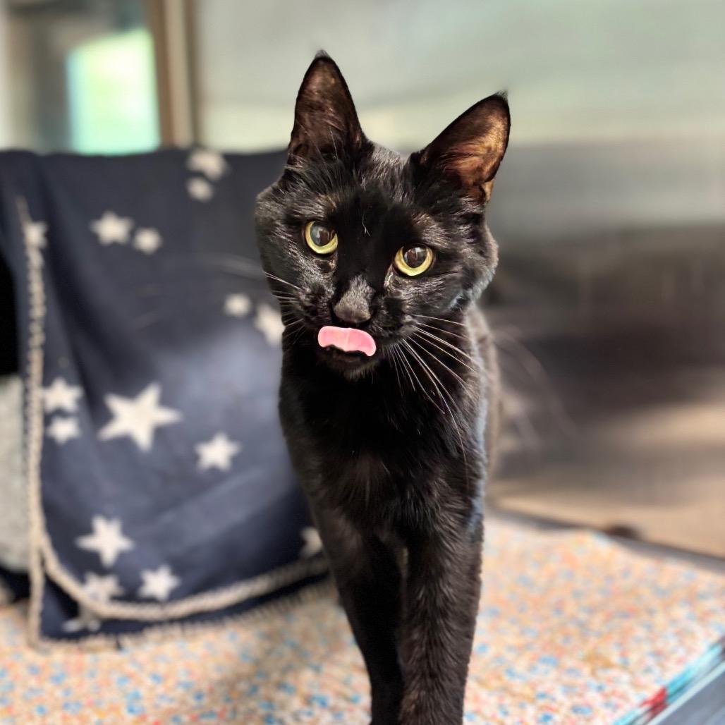Enlarge Virgil, a Adoptable Domestic Short Hair in Nashville, IN image 2/5