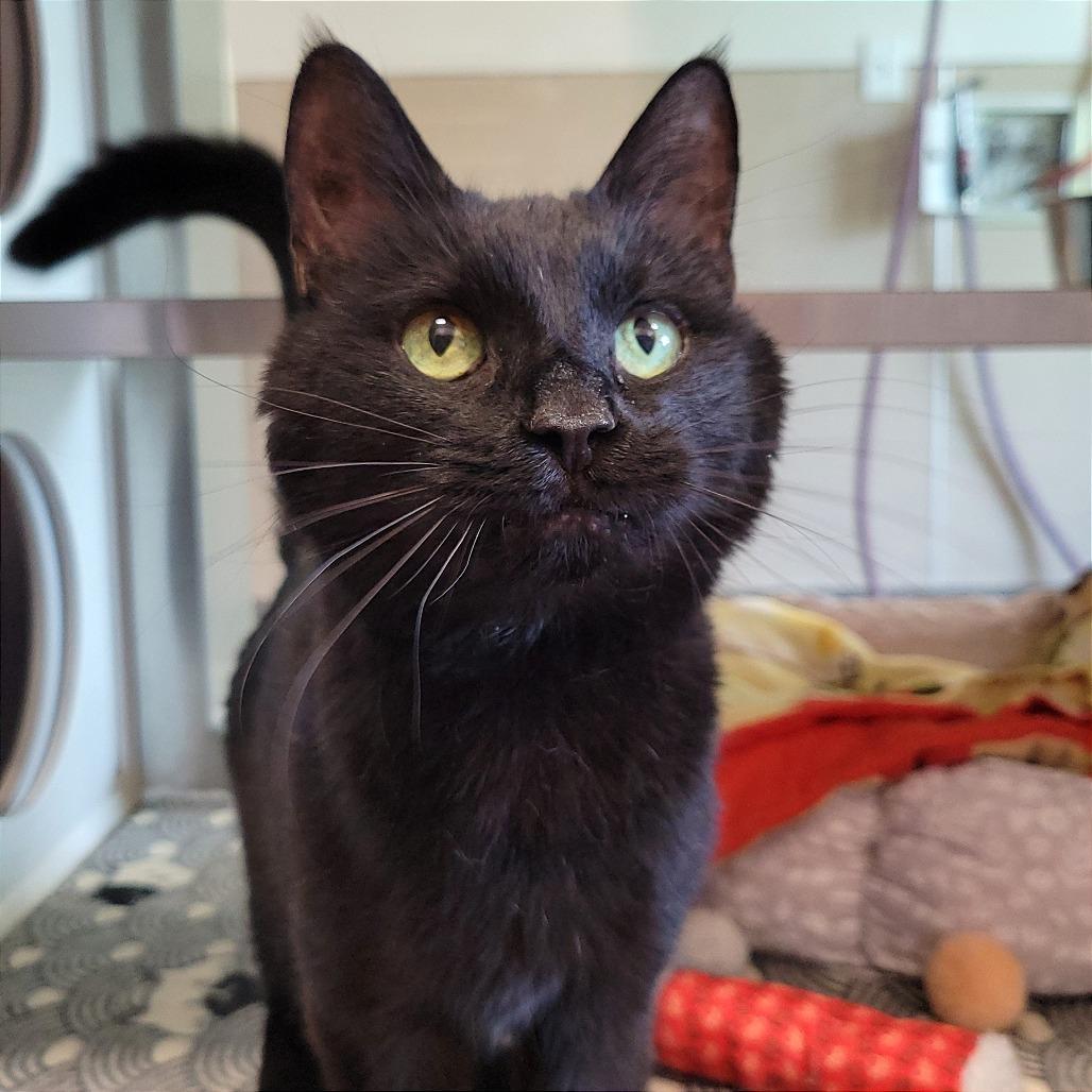 Enlarge Virgil, a Adoptable Domestic Short Hair in Nashville, IN image 3/5