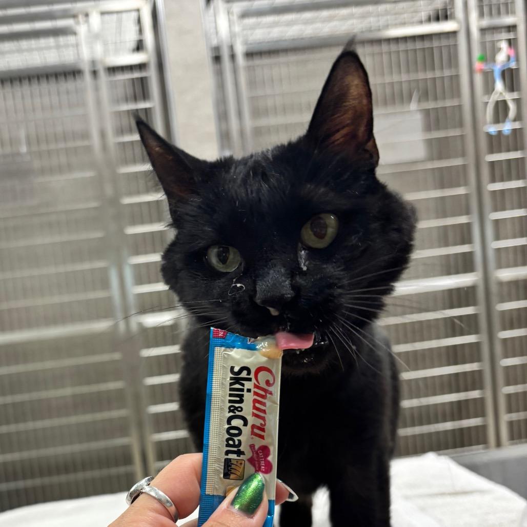 Enlarge Virgil, a Adoptable Domestic Short Hair in Nashville, IN image 3/5