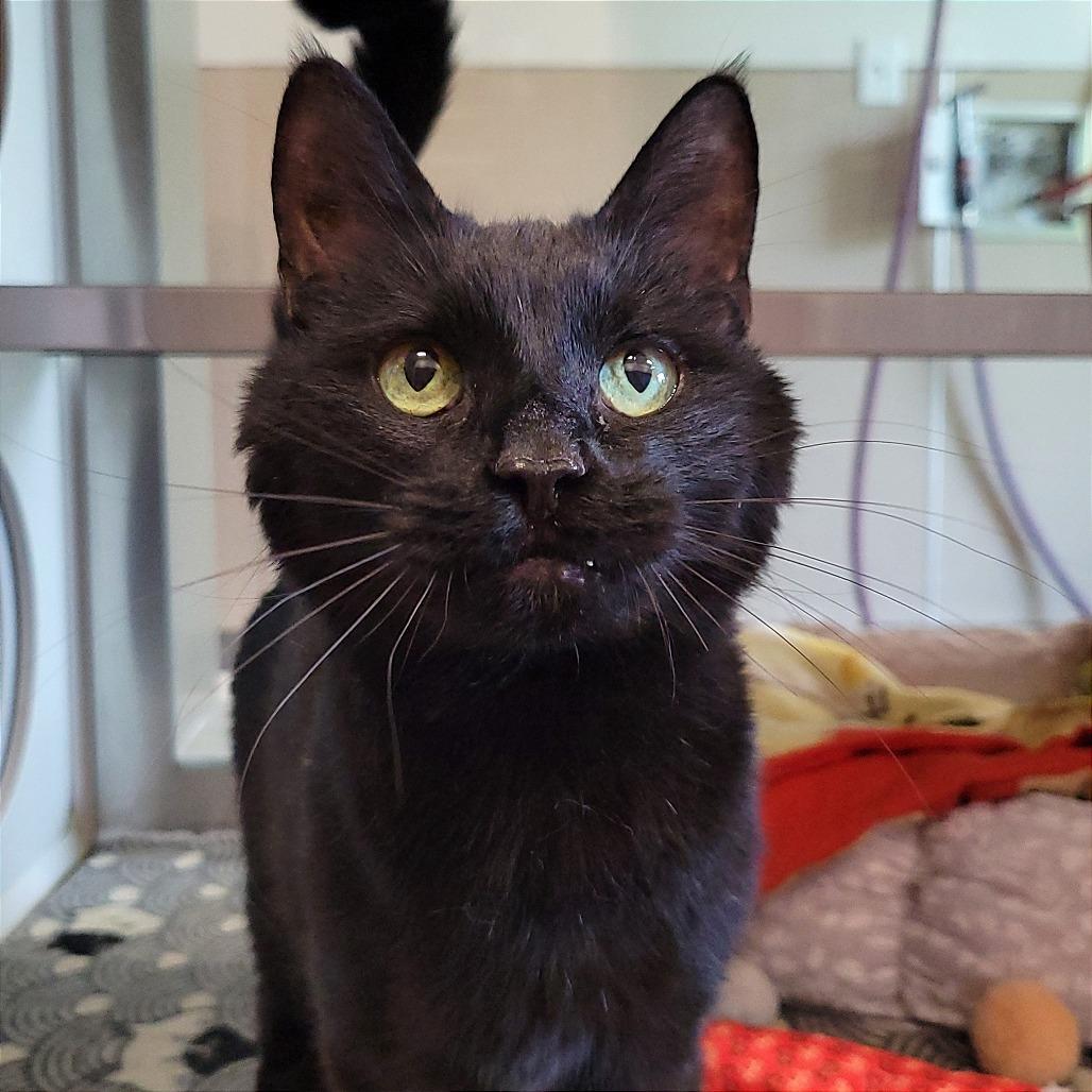 Enlarge Virgil, a Adoptable Domestic Short Hair in Nashville, IN image 4/5