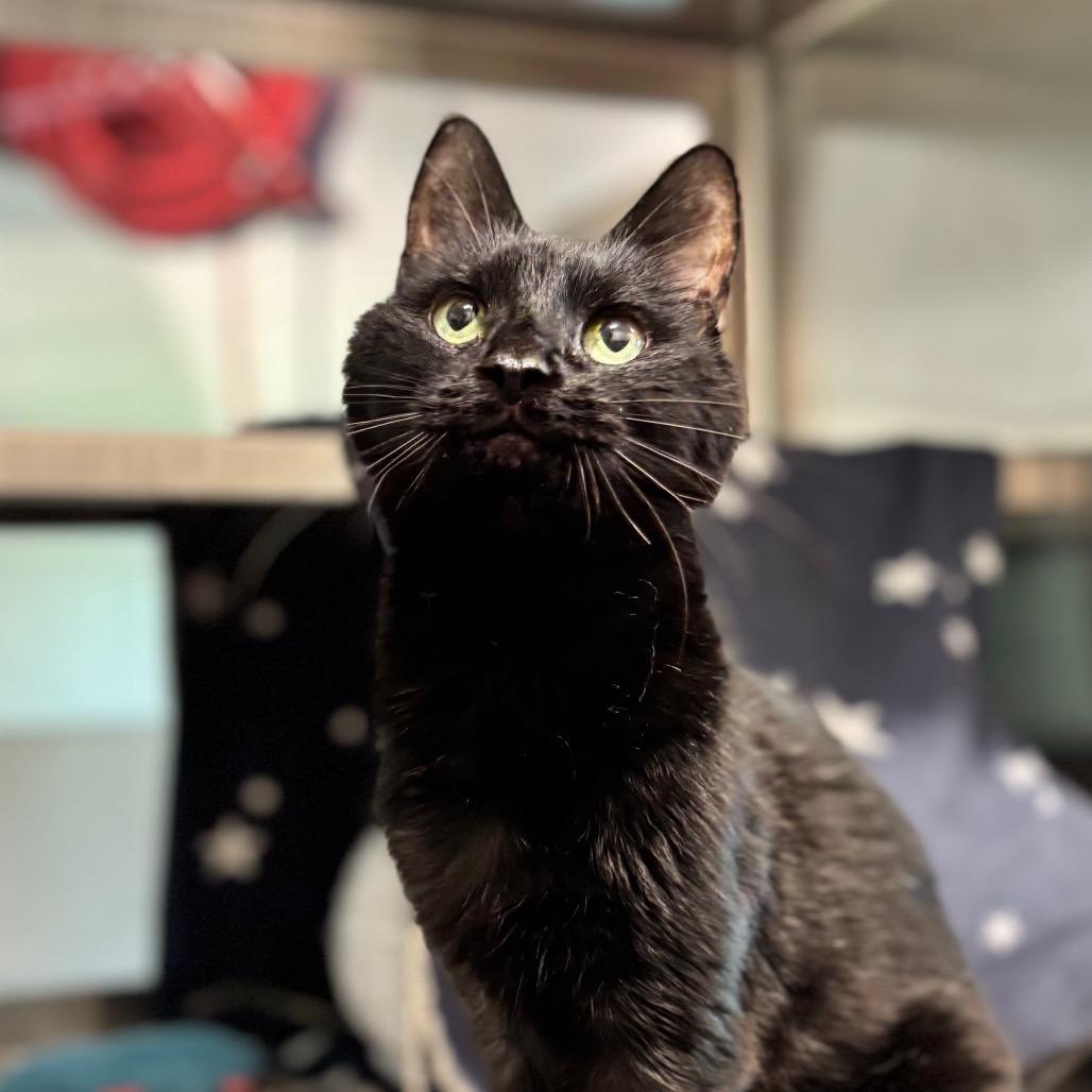 Enlarge Virgil, a Adoptable Domestic Short Hair in Nashville, IN image 5/5