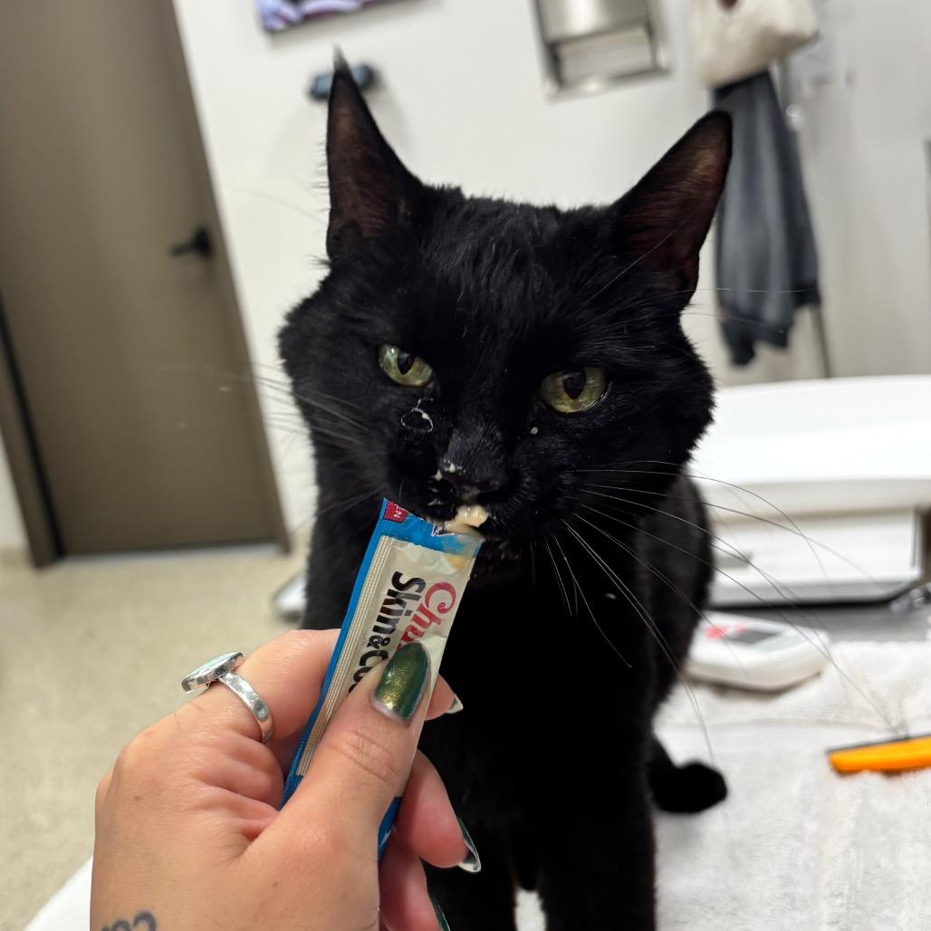 Enlarge Virgil, a Adoptable Domestic Short Hair in Nashville, IN image 5/5