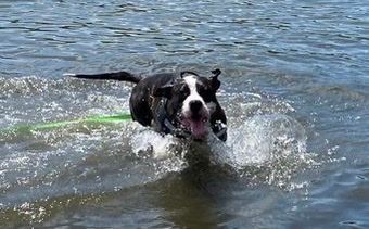 Ella (loves people - needs a chance), a Adoptable American Staffordshire Terrier in South Chatham, MA image 3/6