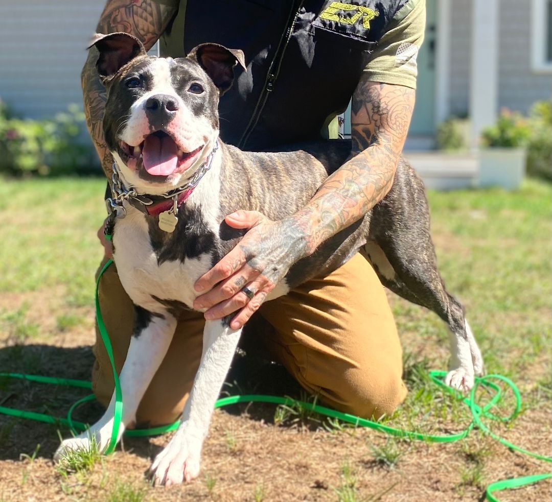 Ella (loves people - needs a chance), a Adoptable American Staffordshire Terrier in South Chatham, MA image 4/6