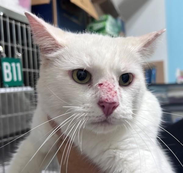 26-09-2575b Casper, Adoptable, Adult Male Domestic Short Hair.