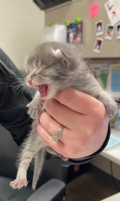 Hazel, Adoptable, Kitten Female Domestic Short Hair & Domestic Short Hair.