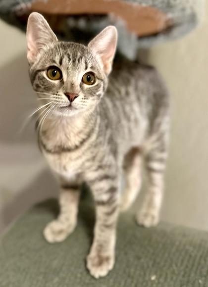 Hazel, a Adoptable Domestic Short Hair in Irving, TX image 2/3