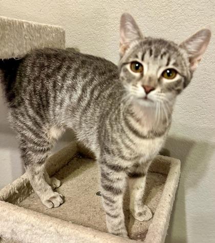 Hazel, a Adoptable Domestic Short Hair in Irving, TX image 3/3