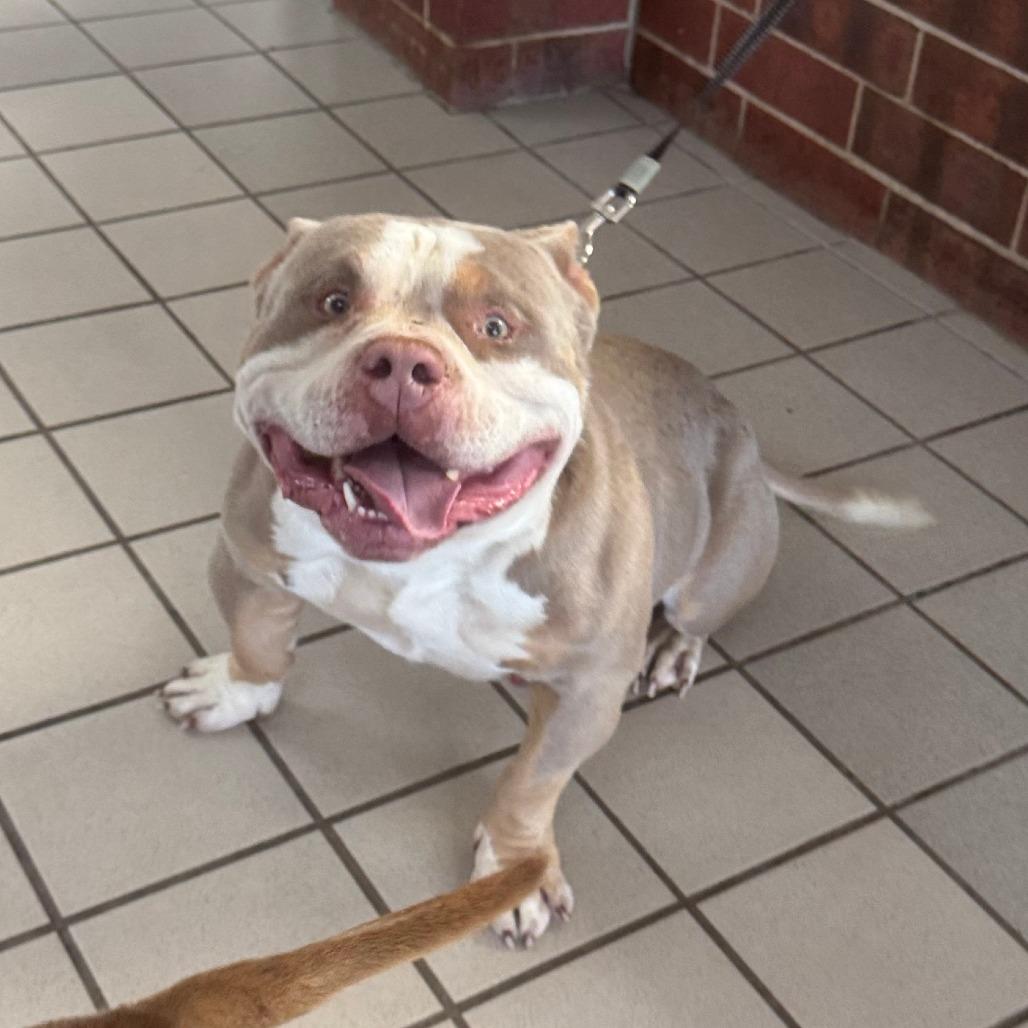 Gion, a ADOPTABLE Pit Bull Terrier in Kansas City, KS image 2/2
