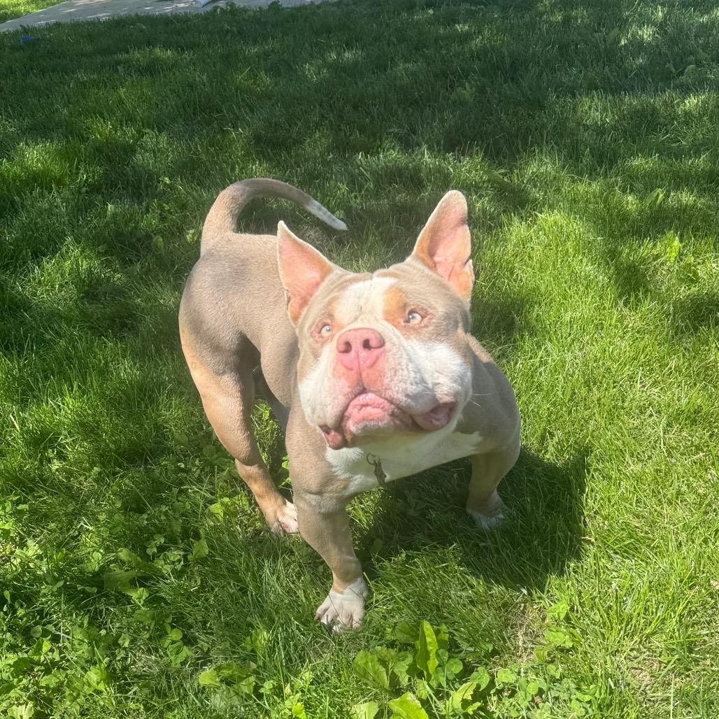 Gion, ADOPTABLE, Adult Male Pit Bull Terrier.