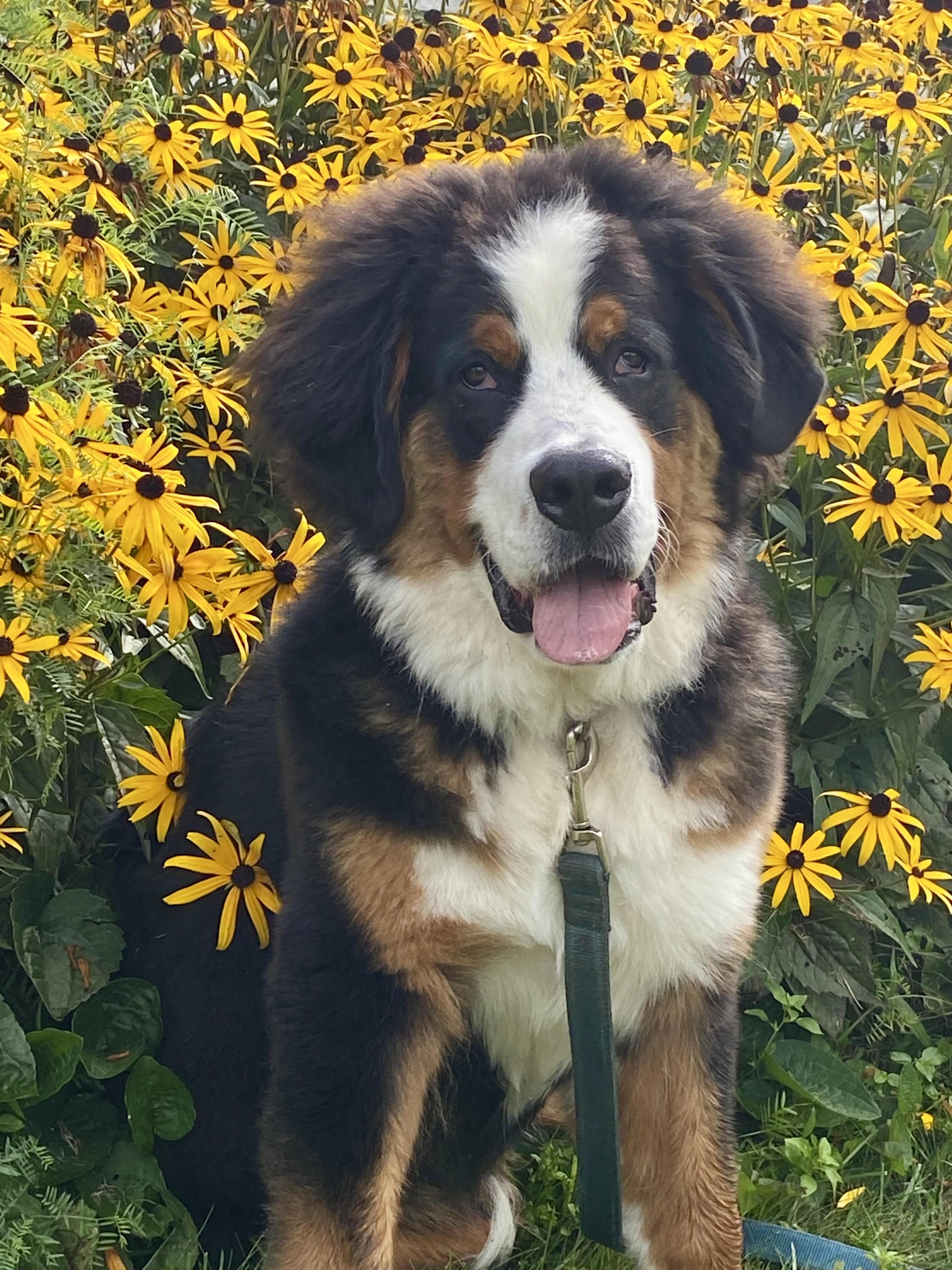 Enlarge Teddy, a Adopted Bernese Mountain Dog in Port Hope, ON image 2/5